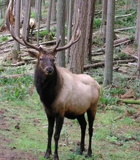 cervus canadensis roosevelti