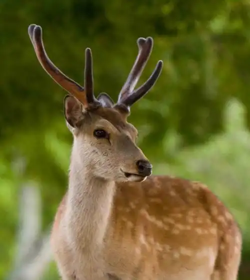 惠州梅花鹿养殖基地梅花鹿一只多少钱