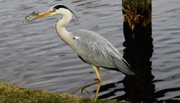 世界十大不能飞的鸟类 排名第一的恐鸟平均身高有3米
