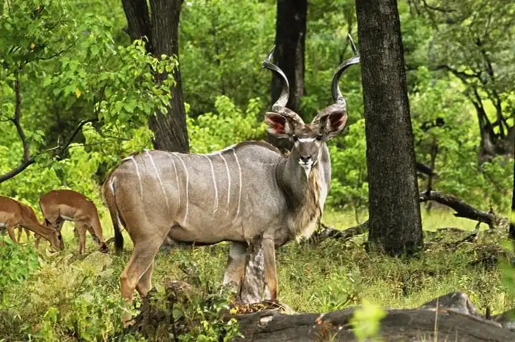 树林里的羚羊高清桌面壁纸下载 第一辑