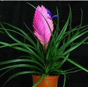 铁兰花 盆栽 室内花卉植物/--铁兰 紫凤梨 四季常青 花期近8个月