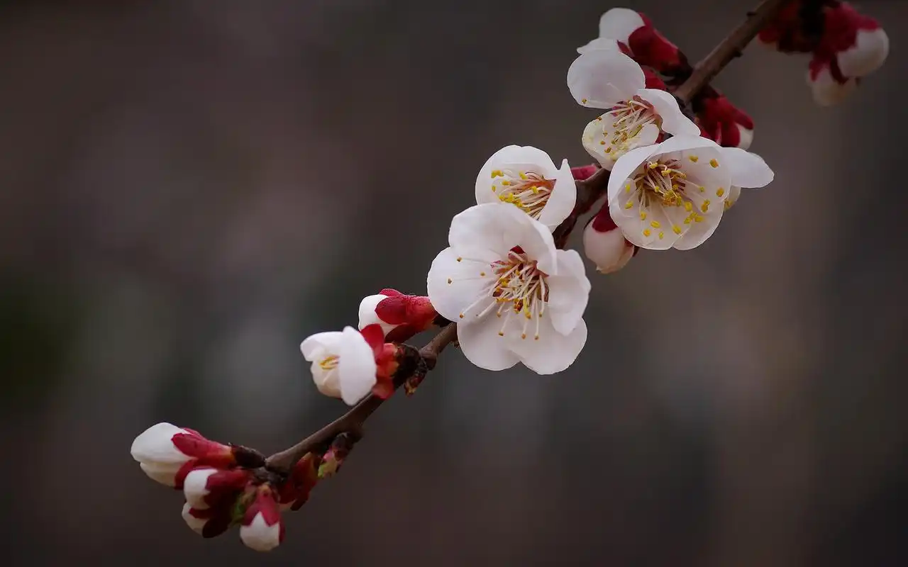 树枝上纯白杏花图片电脑高清桌面壁纸
