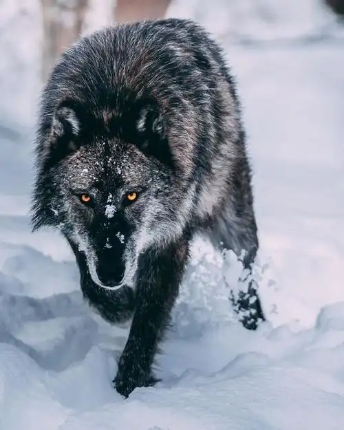 狼##黑狼##野生动物##犬科动物