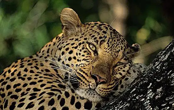 豹子图片_豹子图片大全_豹子图片下载