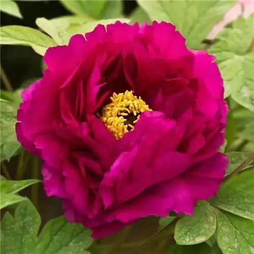 唯美鲜花头像 高清漂亮适合微信头像的花朵图片唯美_植物头像_头像屋