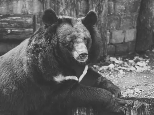 悲伤的熊,黑白图片 1080x1920 iphone 8/7/6/6s