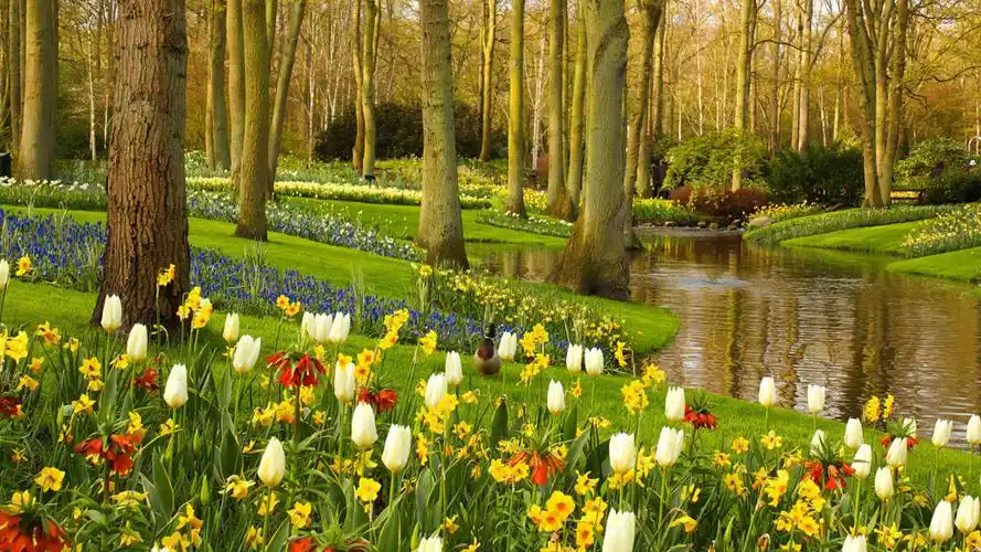 树林小河鲜花风景