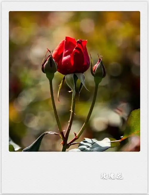 东张西望【美摄视界】:风雨彩虹铿锵玫瑰(首发) - vv