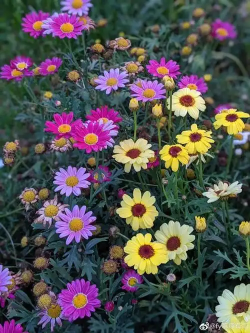 一直很喜欢这种清新脱俗的鲜花,虽然小小的,但是聚集在一起却是那样的