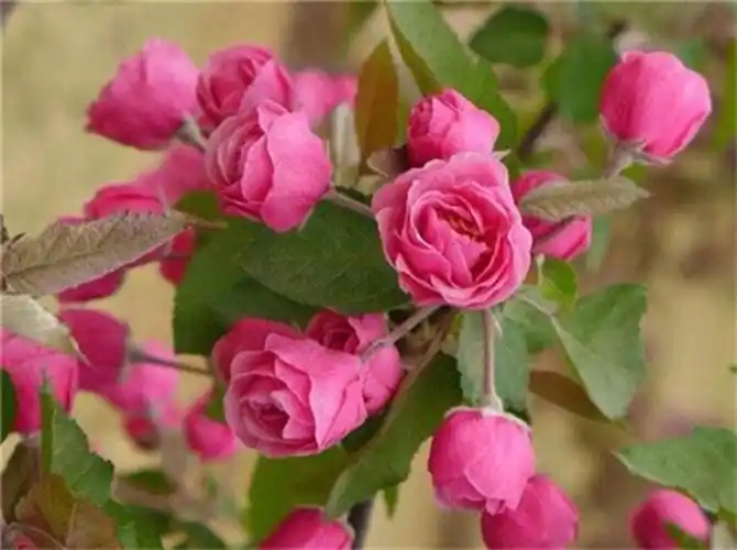 百花园白兰地海棠