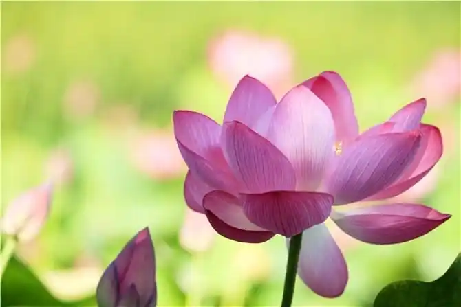 莲花图片_图片大全