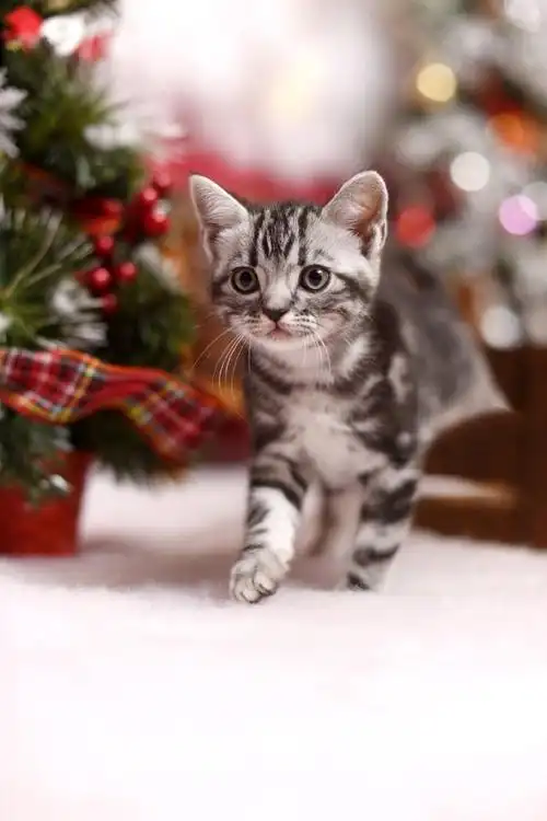 一组小脸可爱的小猫咪图片欣赏