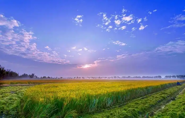 一等奖《稻田风光》黄辉