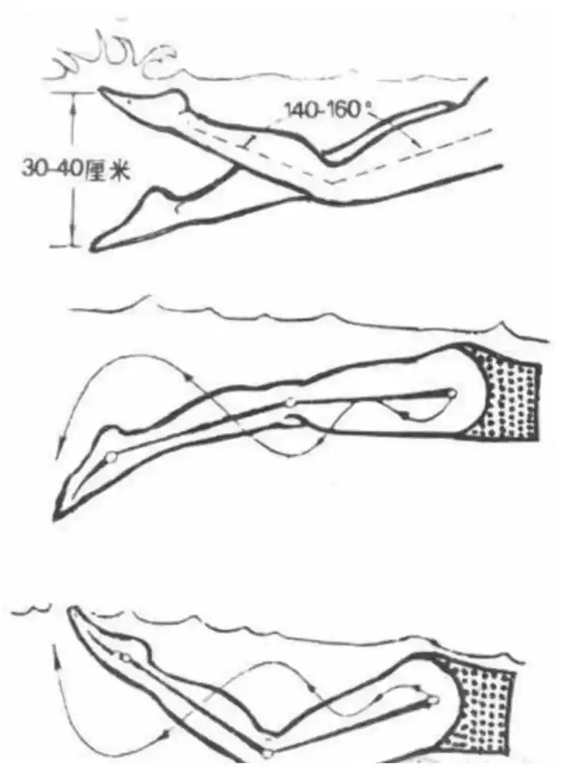 今日分享,自由泳正确打腿动作