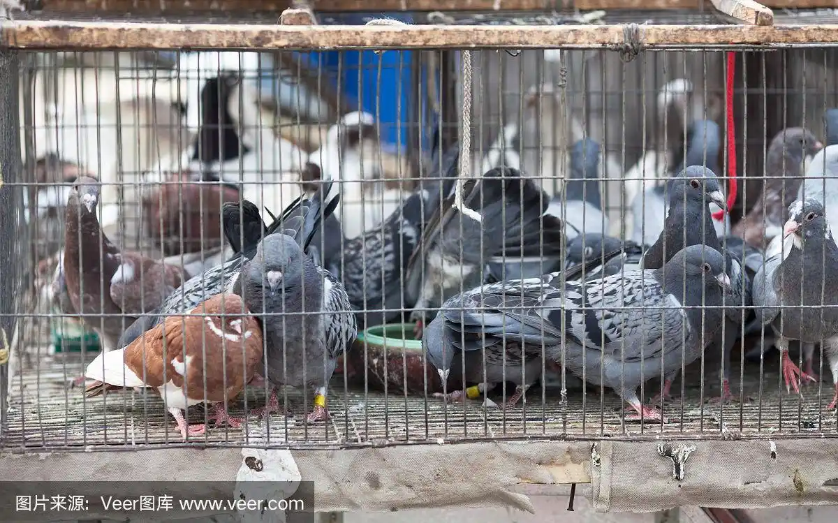 笼子里的鸽子,中国北京