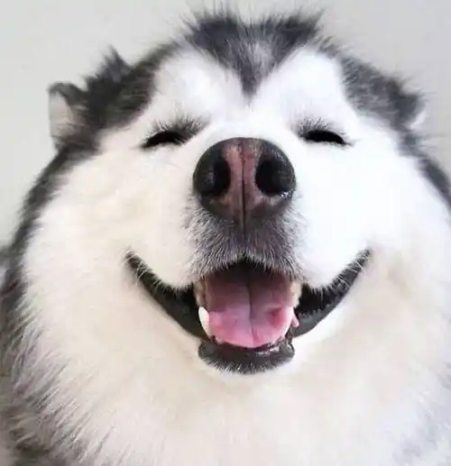 哈士奇憨笑眯眯眼让人心暖暖!