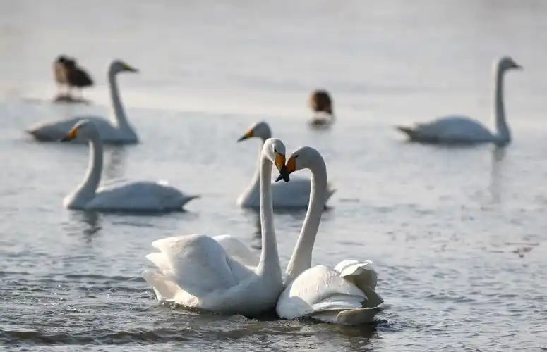 官厅水库的天鹅恋爱了它们这样表达爱意