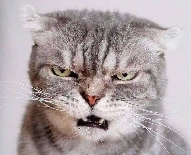 原创兽医提醒猫咪有这些特征可能患上狂犬病了