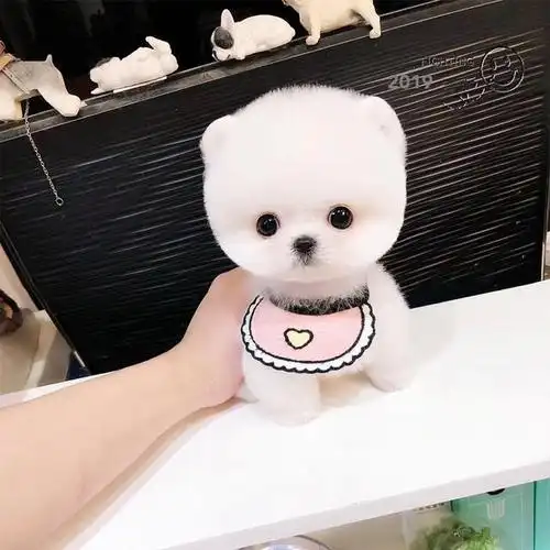 茶杯狗多少钱,精致可爱得让人无法抗拒的茶杯犬(茶杯犬1元一只)