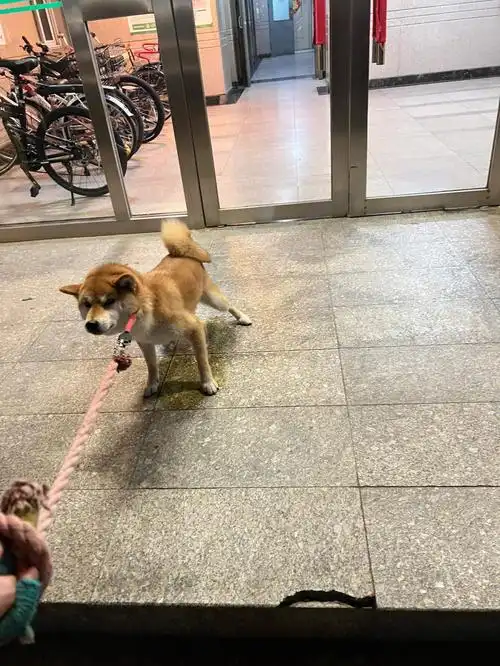 于是我婆婆只能带它下楼拉屎,拉完之后它就被我老公教育了…今天估计