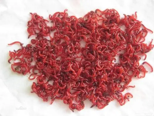 在路边的小水潭里的红色小虫子是什么?