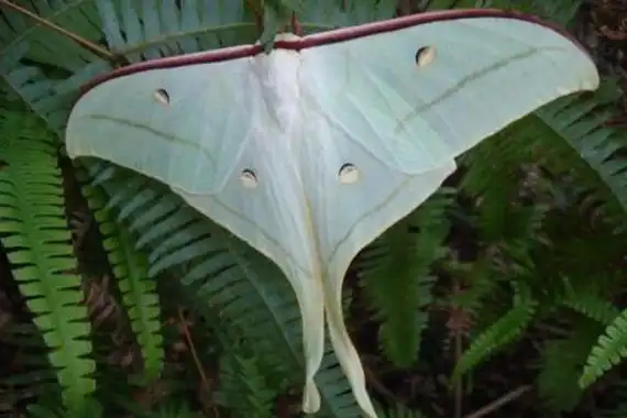 姬长尾水青蛾尾突细长如丝带被称最美的蛾子之一