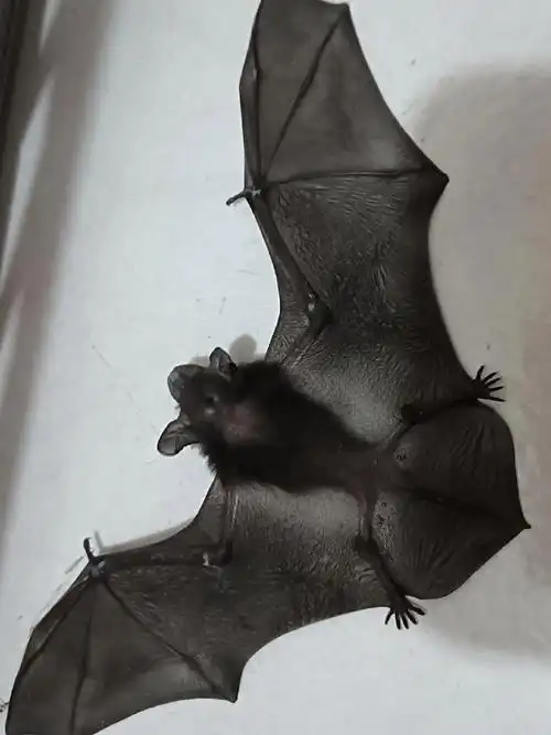 给你们看看小蝙蝠