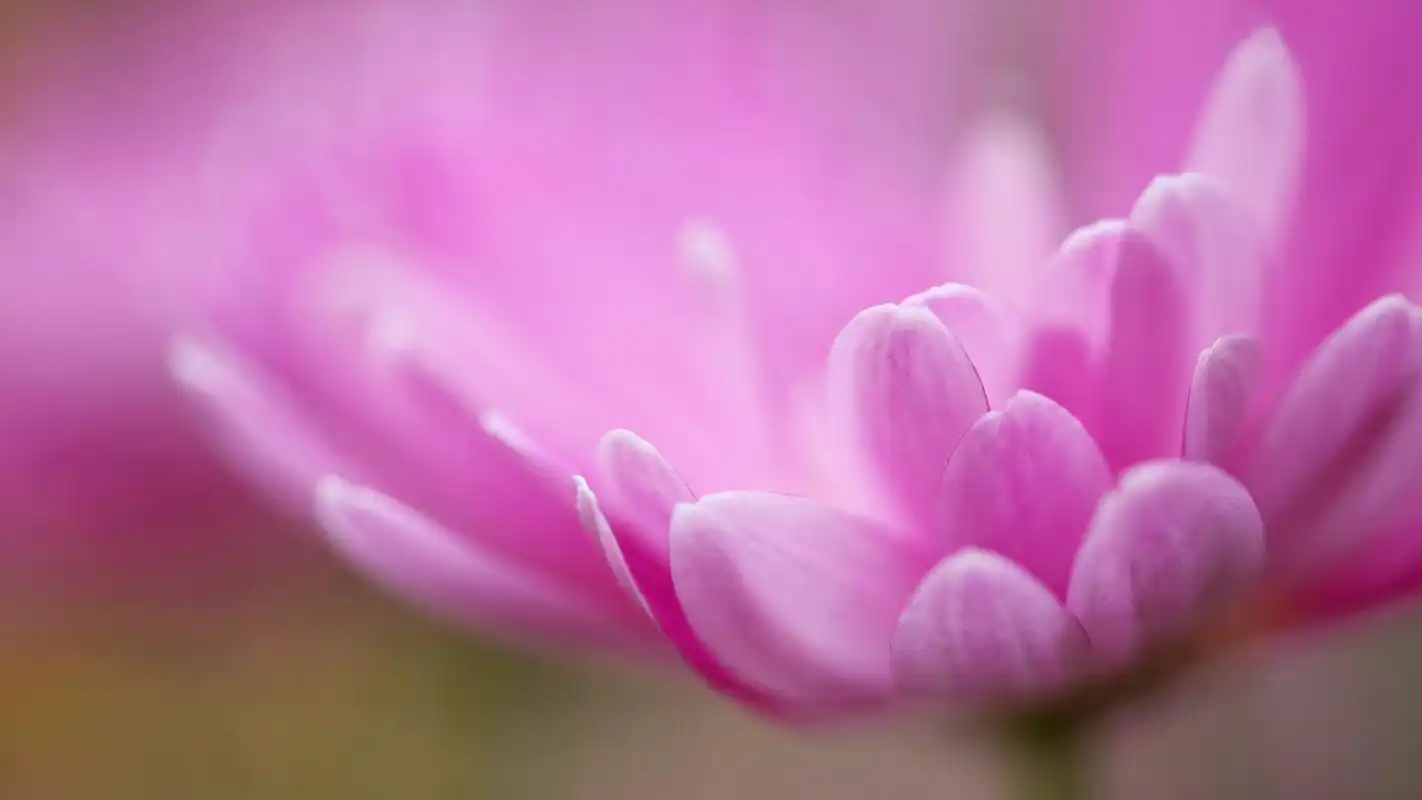 > 唯美简约花卉高清背景桌面壁纸下载(1920x1080)