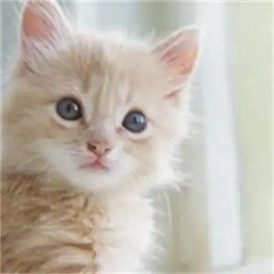 萌宠图片大全可爱小猫卖萌可爱小猫咪个性微信图片大全