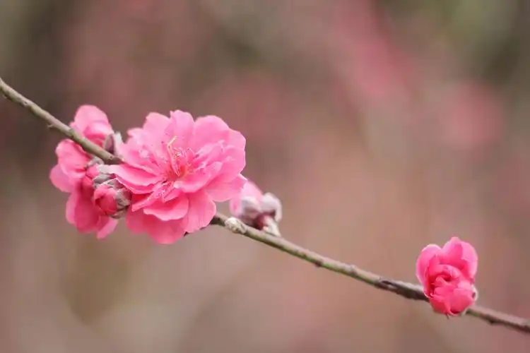 吖吉大人的摄影(桃花)