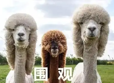 观羊驼羊驼表情