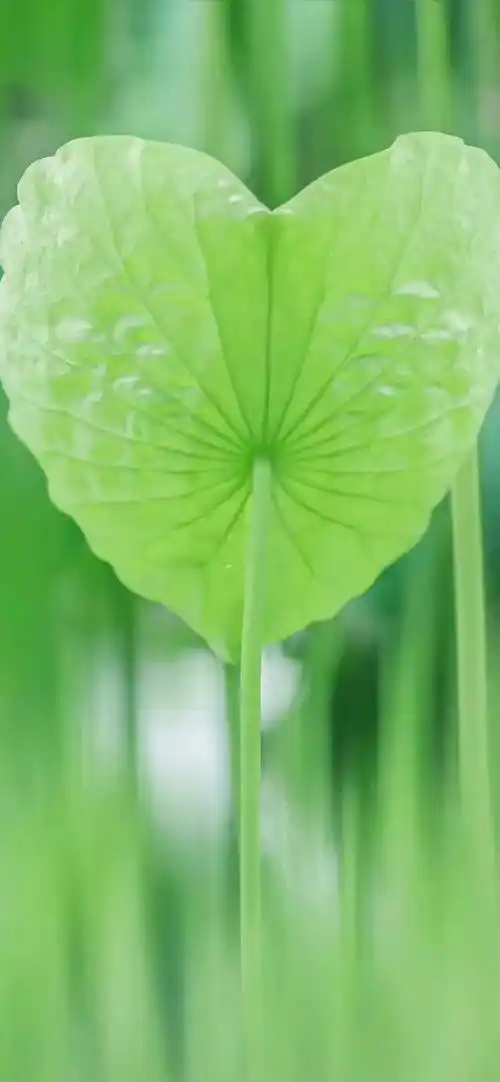 壁纸| 换一张周末愉快的手机壁纸_iphone_全系_苹果