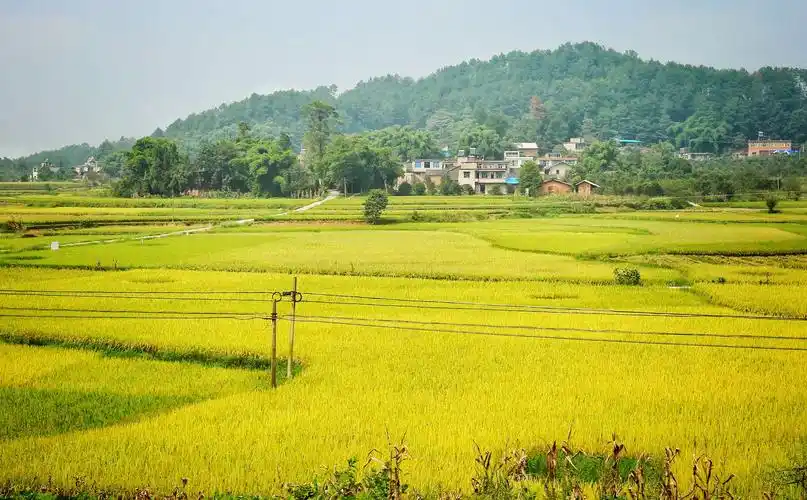 秋天的田野,稻谷飘香