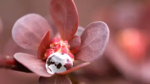 植物花卉高清锁屏桌面壁纸下载