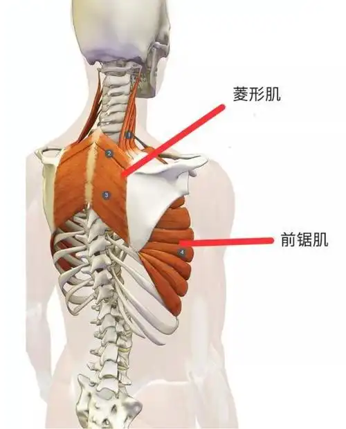 郎朗老婆美过佟丽娅,因为她的直角肩太美,想要好身材肩部也要练