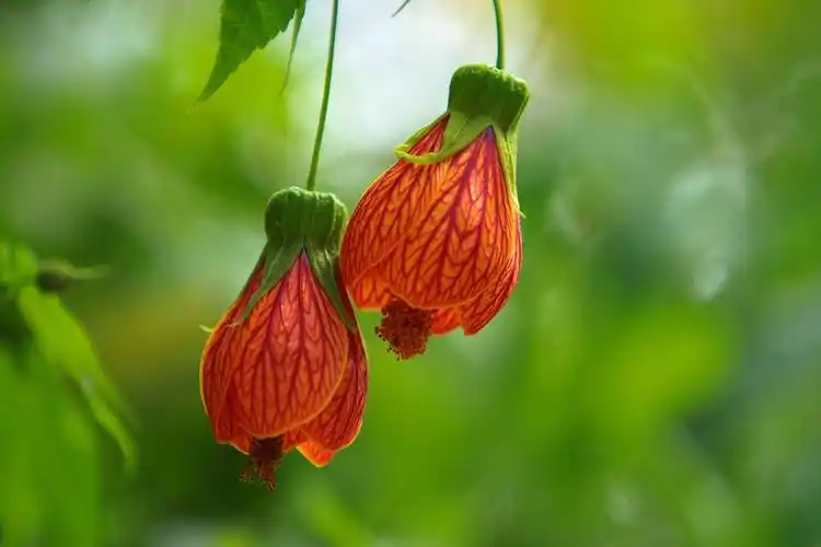 2021年摄影花卉一253