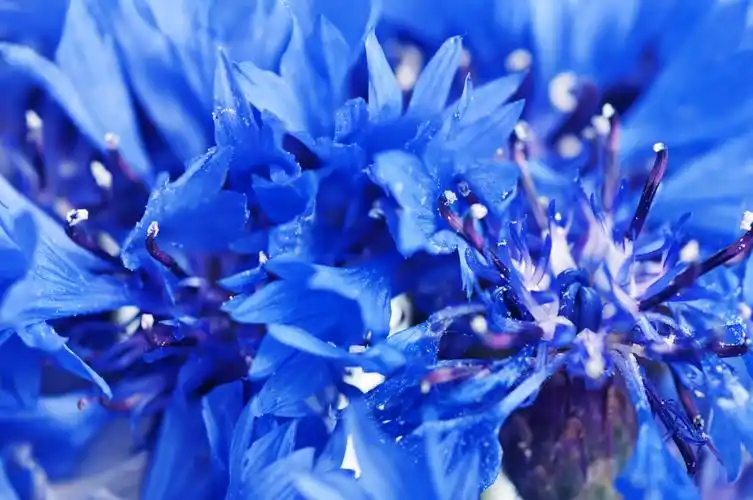 矢车菊,背景,花,蓝色,清新,微距,图像