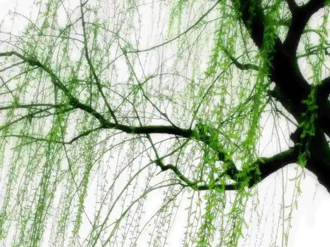 春风吹进我心房