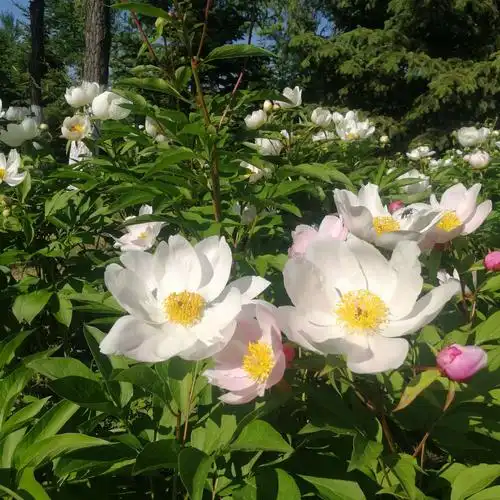 写美篇  白芍和赤芍入药的过程,与一个传说有关.