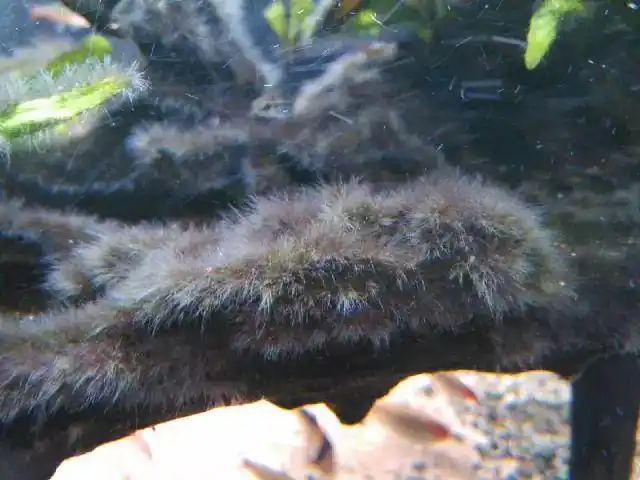 【干货】如何治理黑毛藻