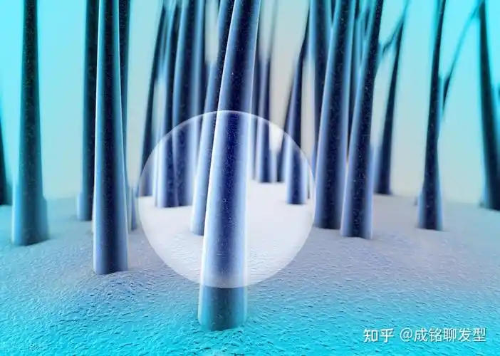 头发是从发根长还是从发梢长头发掉了还会长出来吗