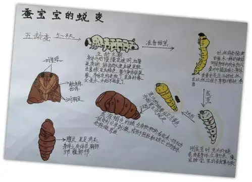 陪伴它健康成长,运用科学方法对蚕的一生进行观察和记录,一起来欣赏一