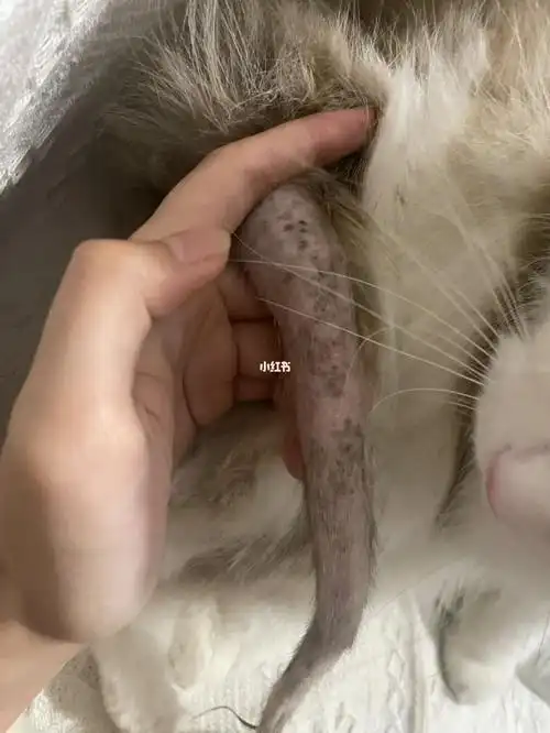 布偶猫毛囊炎要怎么办