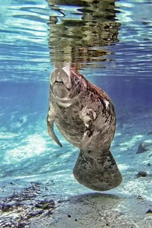 白士祥为您呈现"我爱大自然"之329 : 海牛