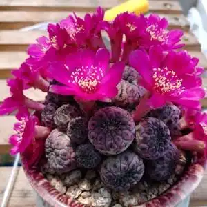 紫丽丸仙人球会开花的桌面办公室内防辐射吸甲醛美观易养花卉盆栽