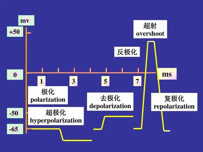 0 1 极化 polarization -50 -65 超极化 hyperpolarization 3 5 去