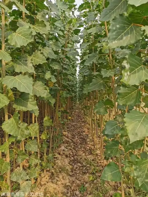 白杨树苗价格杨树苗批发