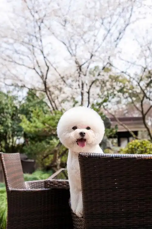 娇小可爱的比熊犬狗狗动物图片分享