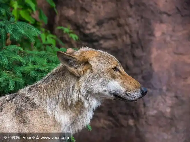 狼,机敏,动物耳朵,狩猎动物,公园