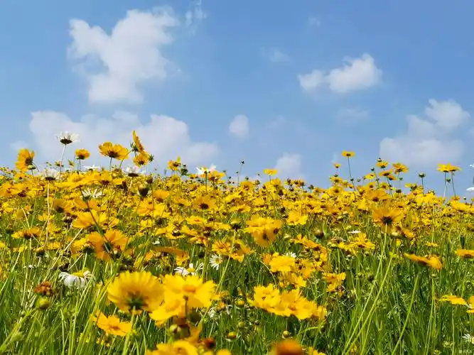蓝天白云小花花-爱卡汽车网论坛